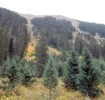 Mountainsides showed where slides and avalanches occur.