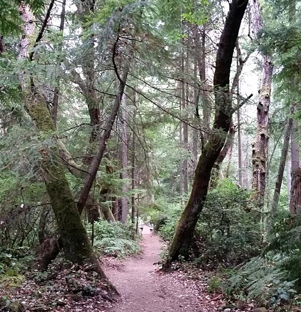 Typical trail scene