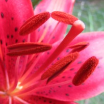 2016_0704Lily3