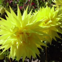 yellow starburst dahlias